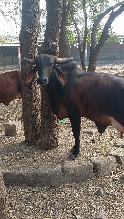 ૨ વેતર
