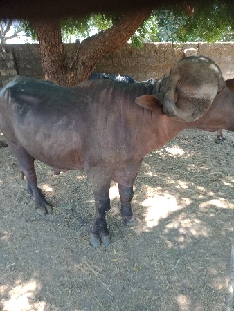 પાડો વેચવા નો છે