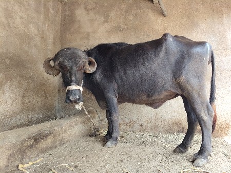 રાજુ ભાય