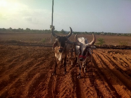 ગોધલા વેચવાના છે