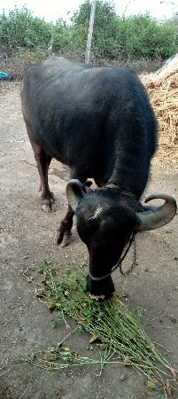 ભેંસ વેચવાની છે