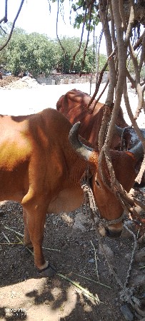 ગોઢલા વેચવાના છે