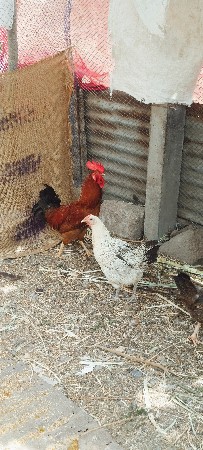 દેસી કુકડા વેચવાના સે