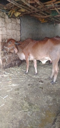 kanani ramesh 9638899742