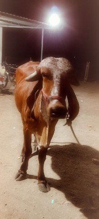 ગાય 

ગીર ગાય

 ગીર વાછડી