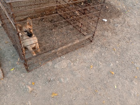 કુતરી વેચવા ની છે