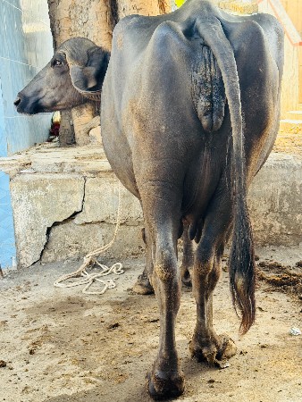 ભેંસ વેચવાની છે