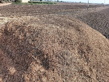 માંડવી નો સારો