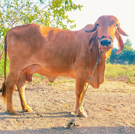 ગાય વેચવાની છે