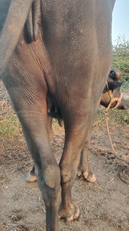 પેલું વેતર ખડેલી વેચવાની છે