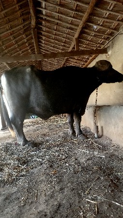 ભેંસ બેસવાની સે