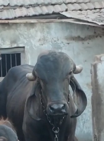 શ્યામ કપીલા બુલ વેચવાનો છે