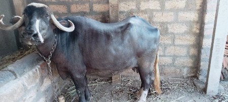 ભેંસ વેશવા ની છે