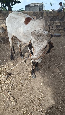 વાછડી વેચવાની છે