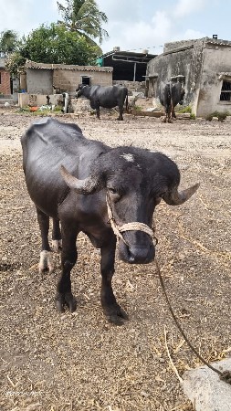 35 હજાર