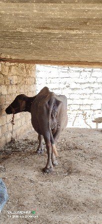 ચોથું વેતર વીયાની