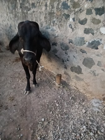 જર્સી ગાય વેચવાની છે