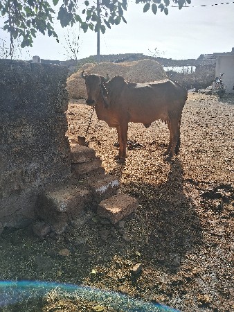 ગાય