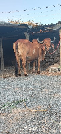 ગીર ગાય વેચવાની છે