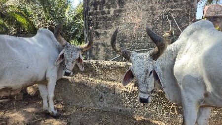 બળદ વેચવાના છે