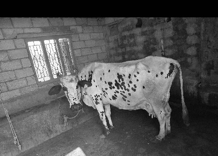HF ક્રોસ 
816 014 2133