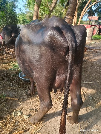 જાફરાબાદી ભેંસ વેચવાની છે.