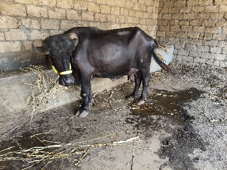 9 10 l દૂધ 910 લિટર દૂધ