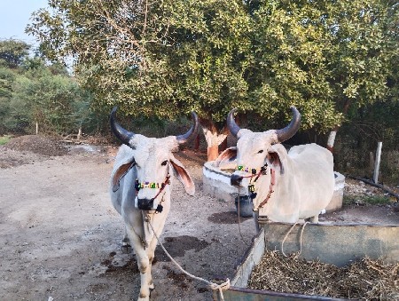 વઠીયારા સુપર બણદ બે ધર ચાલૅલા