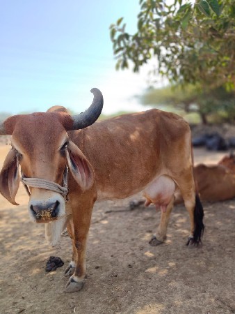ગાય વેચવાની છે