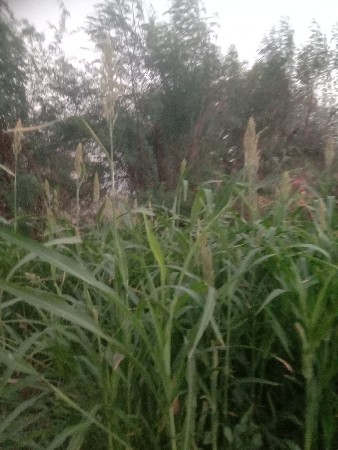 2 મહીના ની ગાભણી છે