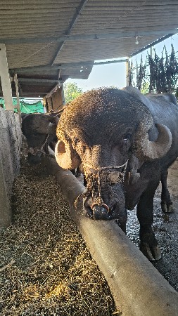 પાડો વેચવાનો છે