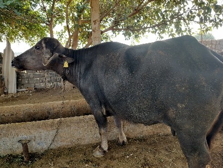bhesh veshvani se
