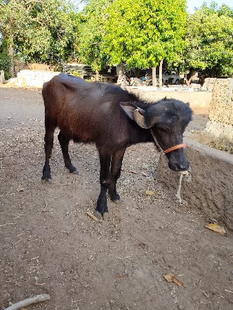 ખડેલી