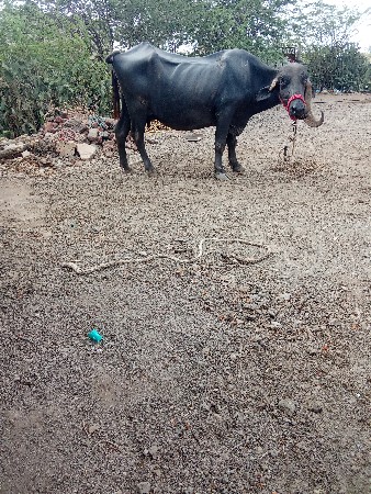 ભેંસ વેચવાની છે