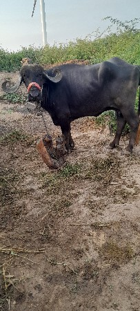 ખળેલી વેચવાની છે