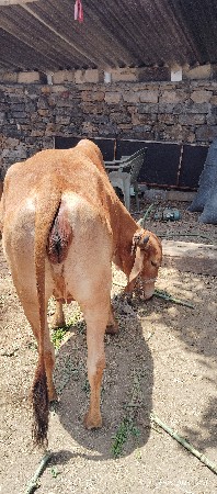 હોર્કી વેચવી છે