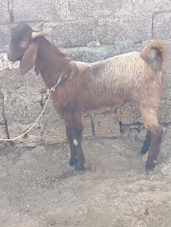 બકરો