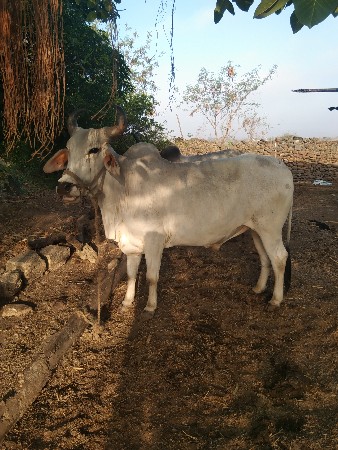 બળદ વેચવાના છે બીજી ધારના