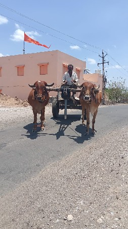 ગોઢલા વેચવાના છે
