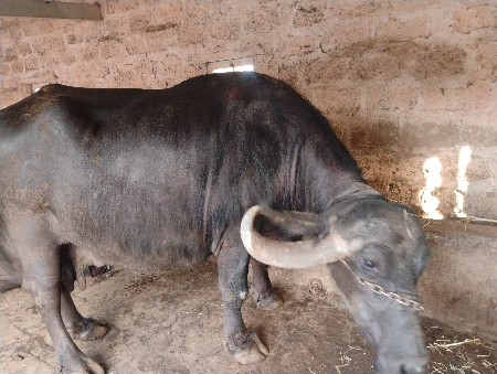 ભેશ વેચવાની છે