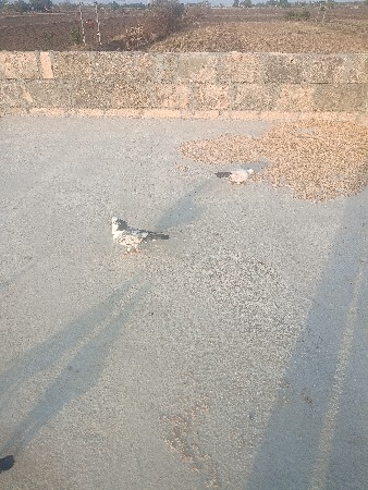 નર ને જોડી દેવાની છે ભાઈ