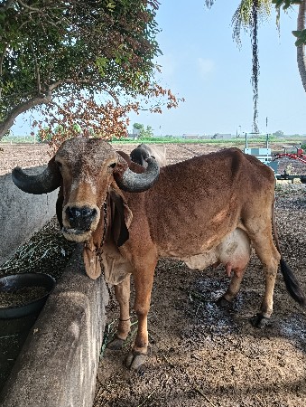 ગાય વેચવાની છે બીજું વેતર