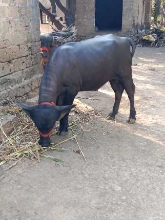 પાડા વેચવાના છે