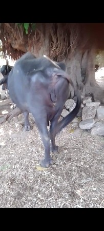 વેતર ૩