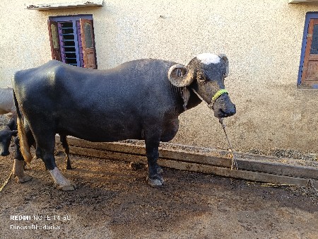 bhes vechavani chhe