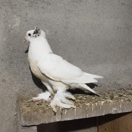 કબુતર દેવાના છે