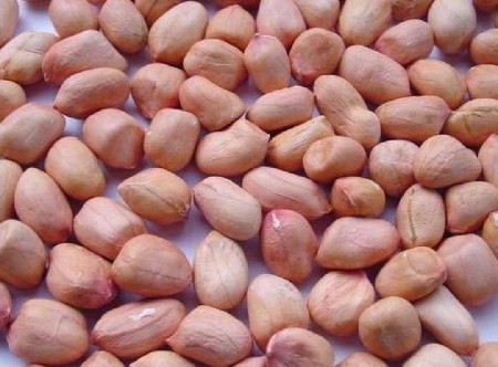 વરદાન  માંડવી  નું બીયારણ