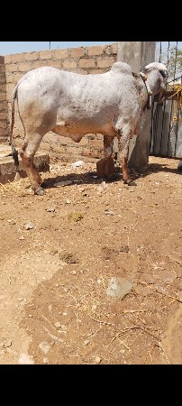 ગીર ઓણકિ