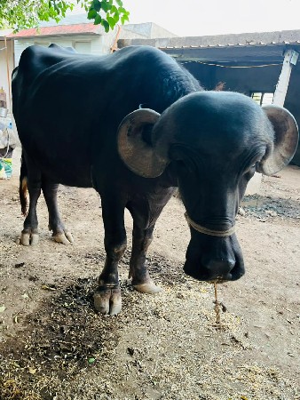 2 ખડેલી છે