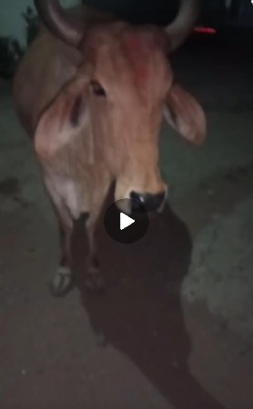 ગાભણી સે